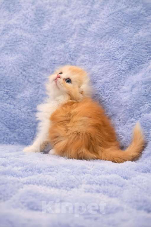 Кошки в Москве: Хайленд-фолд мальчик Мальчик, 70 000 руб. - фото 4