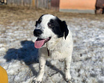 Собаки в Электростали: Щенок 6 месяцев  Мальчик, 5 руб. - фото 4