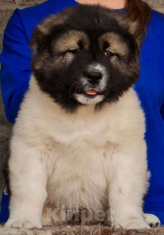 Собаки в Новосибирске: Великолепные, породные щенки кавказской овчарки для племенной и выставочной карьеры. Привиты. Девочка, Бесплатно - фото 10