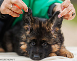 Собаки в Волгограде: Длинношерстная немецкая овчарка Разнополые, Бесплатно - фото 9