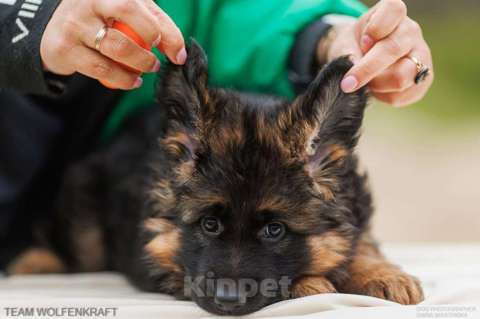 Собаки в Волгограде: Длинношерстная немецкая овчарка Разнополые, Бесплатно - фото 9