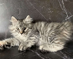 Кошки в Челябинске: Котенок Курильский бобтейл Девочка, 35 000 руб. - фото 2