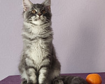 Кошки в Видном: Котята мейн-куны - Чудо с кисточками! Разнополые, 50 000 руб. - фото 3