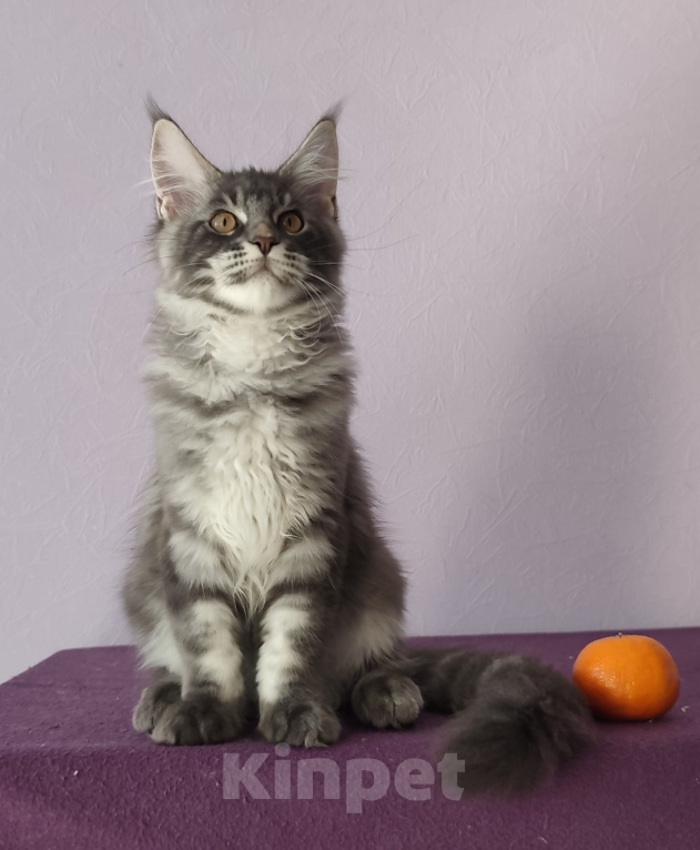 Кошки в Видном: Котята мейн-куны - Чудо с кисточками! Разнополые, 50 000 руб. - фото 3