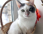 Кошки в Москве: 3 года кошка была дома и вернули из-за астмы Девочка, Бесплатно - фото 2