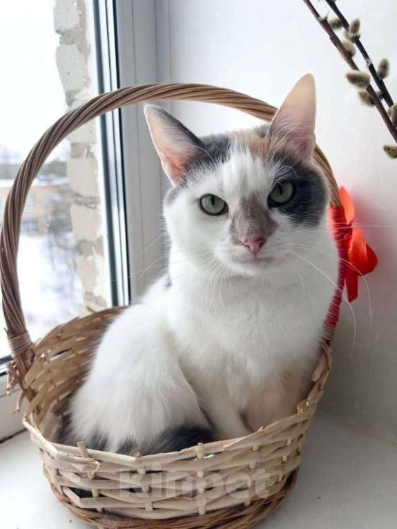 Кошки в Москве: 3 года кошка была дома и вернули из-за астмы Девочка, Бесплатно - фото 2