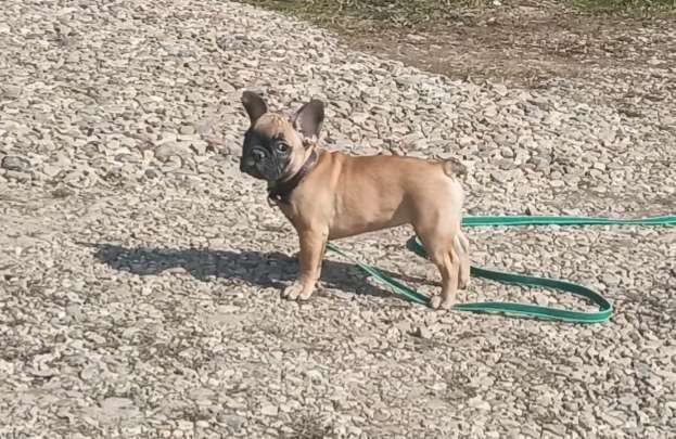 Собаки в Москве: Рыжая девчушка Девочка, 40 000 руб. - фото 1