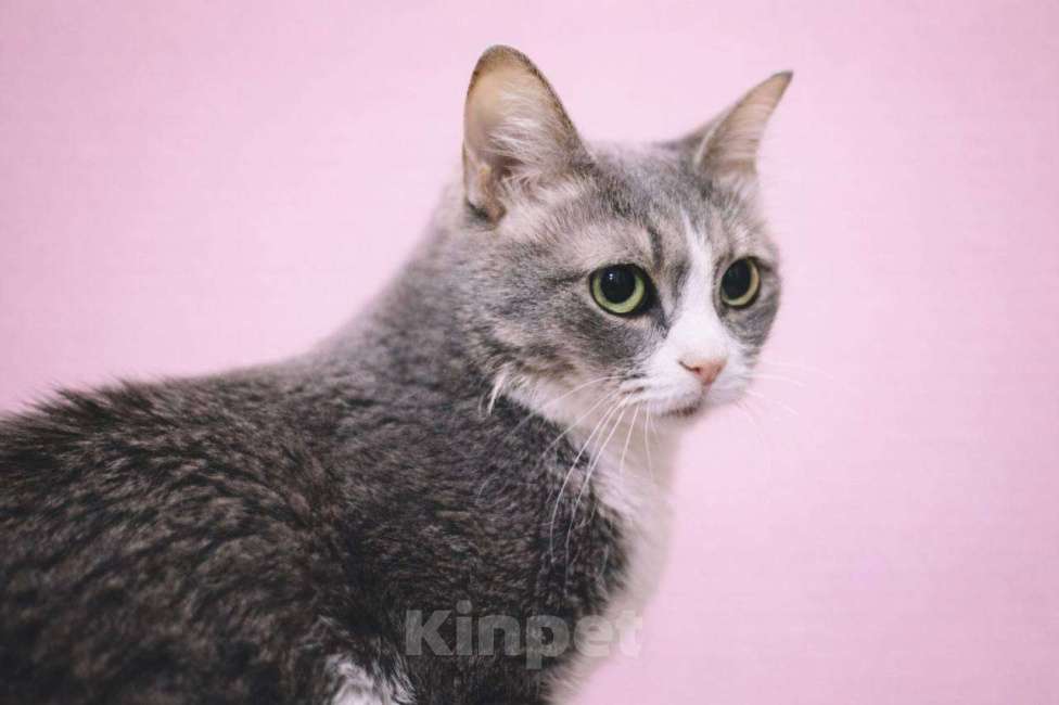 Кошки в Москве: Чикуля Девочка, Бесплатно - фото 5