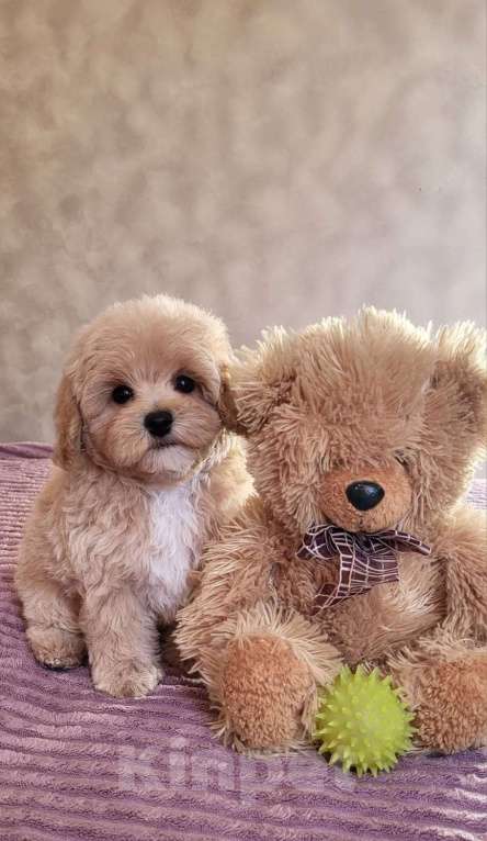 Собаки в Сочи: Вязка Мальтипу в Сочи Мальчик, Бесплатно - фото 5