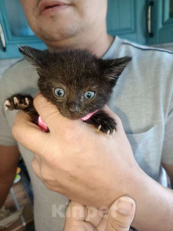 Кошки в Клине: Черная красавица Девочка, Бесплатно - фото 5