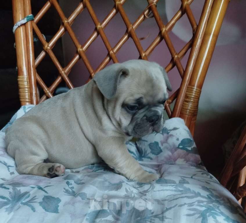 Собаки в Москве: Милый мальчик французский бульдог. Мальчик, 65 000 руб. - фото 4