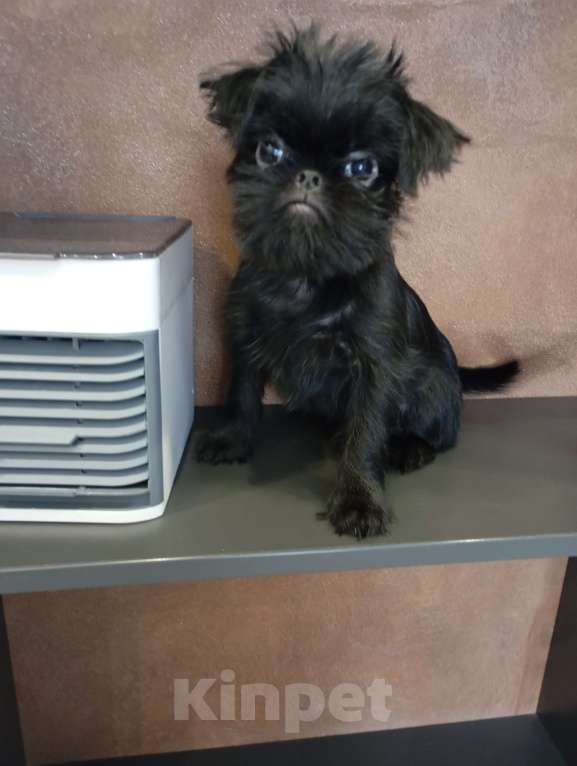 Собаки в Волгограде: Девочка гриффон черная Девочка, Бесплатно - фото 2