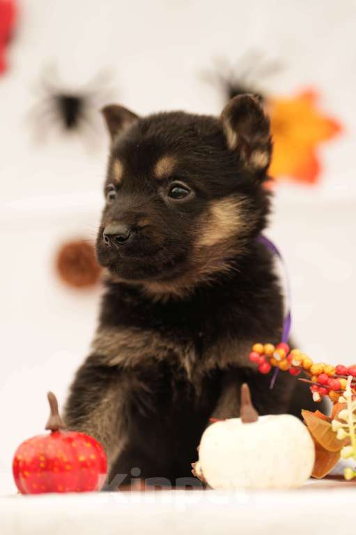 Собаки в других городах Московской области: Лучший Восточник в РФ Мальчик, 65 000 руб. - фото 7