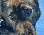 Собаки в Домодедово: Вязка с настоящим вожаком  Мальчик, 5 000 руб. - фото 4