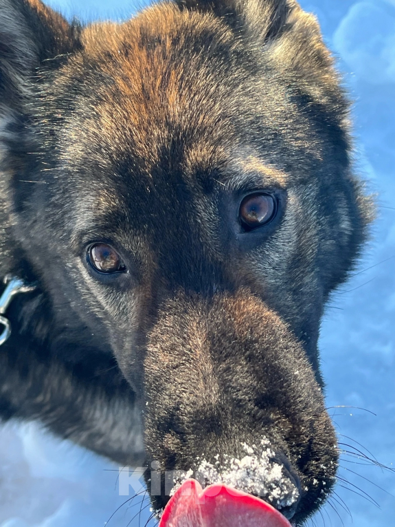 Собаки в Домодедово: Вязка с настоящим вожаком  Мальчик, 5 000 руб. - фото 4