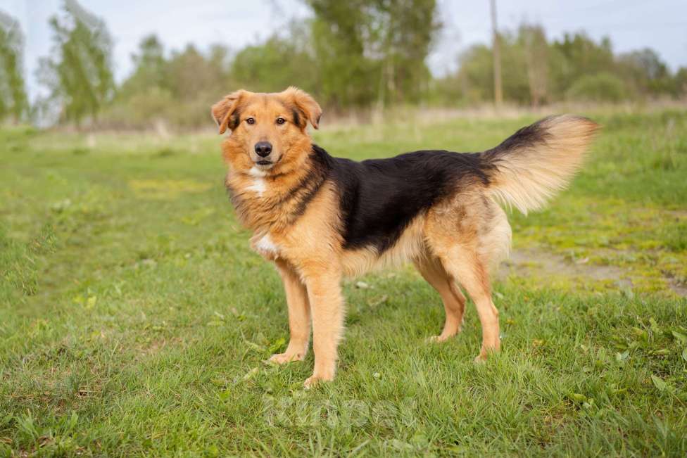 Собаки в Москве: Молодой, уравновешенный мальчик с золотым характером Мальчик, Бесплатно - фото 5