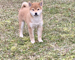 Собаки в Королеве: Шикарные щенки Сиба ину (шиба ину) Мальчик, 50 000 руб. - фото 3