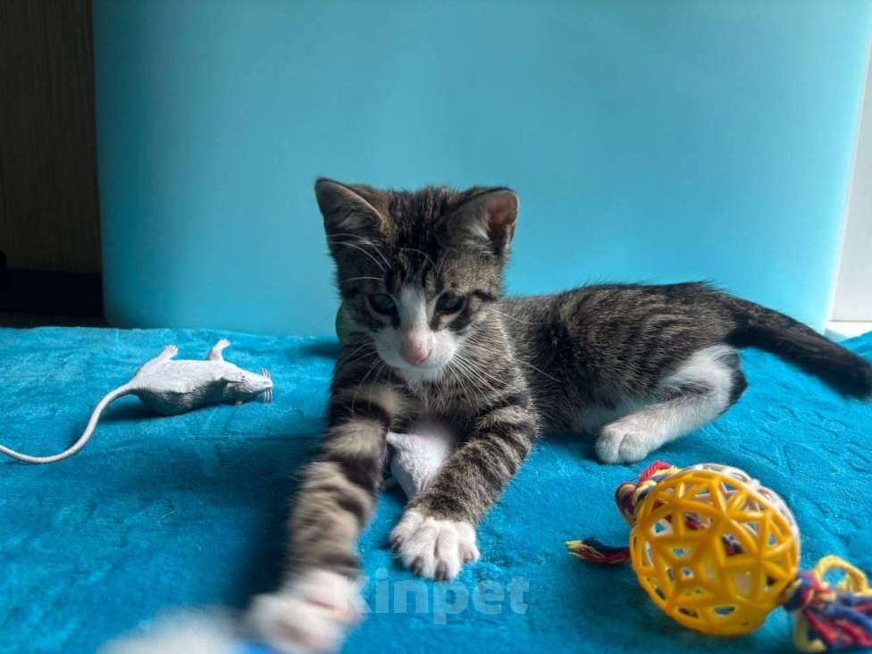 Кошки в Санкт-Петербурге: Очень эмоциональный котёнок Мальчик, Бесплатно - фото 3