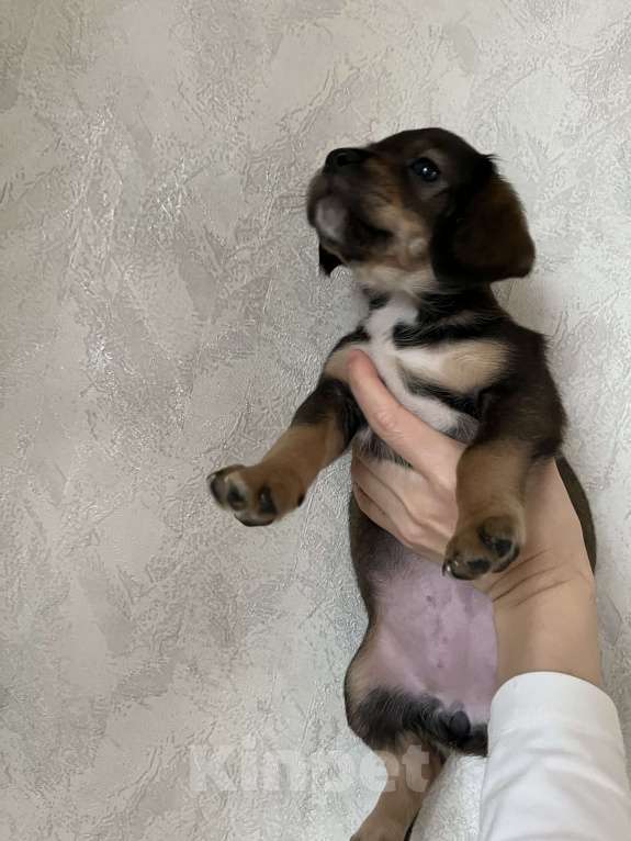 Собаки в Краснодаре: Щенок эстонская гончая  Девочка, 3 000 руб. - фото 6