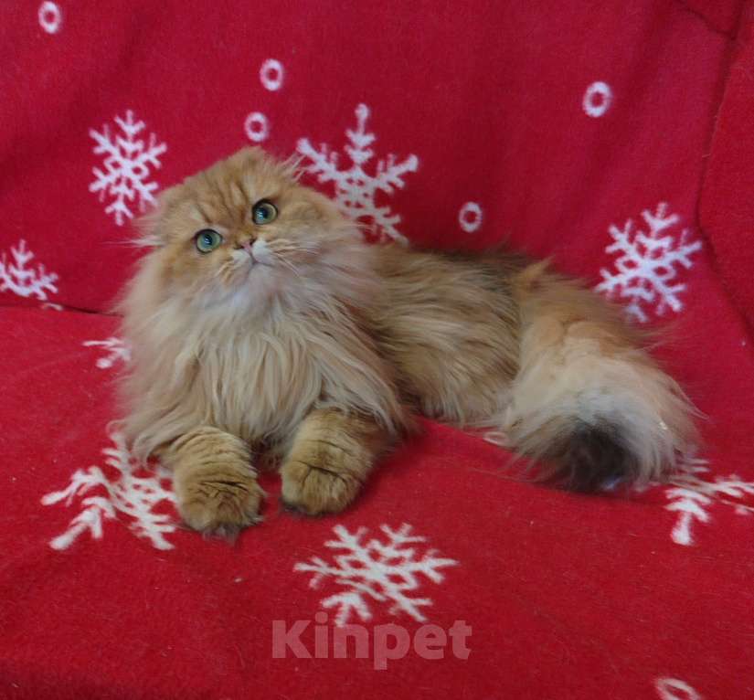 Кошки в Москве: Котик золотой мраморный хайленд Мальчик, 8 000 руб. - фото 2