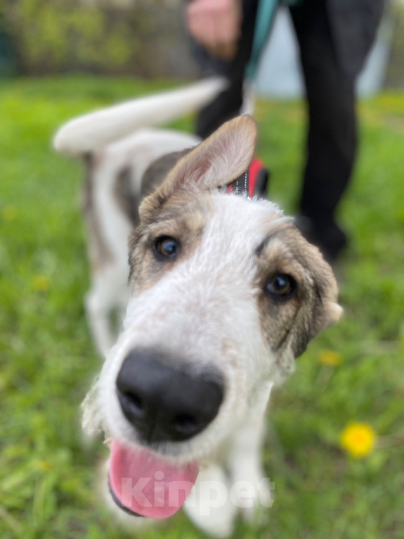 Собаки в Ивантеевке: Щенок ищет дом и своего человека Мальчик, Бесплатно - фото 8