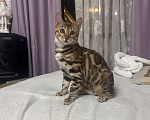 Кошки в других городах Московской области: Бенгальская Кошечка Браун, носитель снега Девочка, 97 000 руб. - фото 8