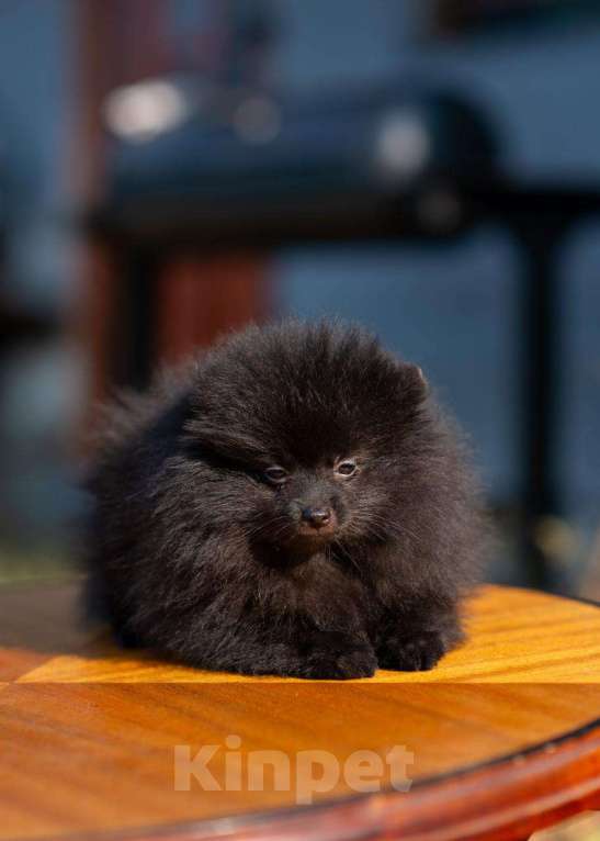 Собаки в Димитровграде: Померанский шпиц Девочка, 30 000 руб. - фото 2