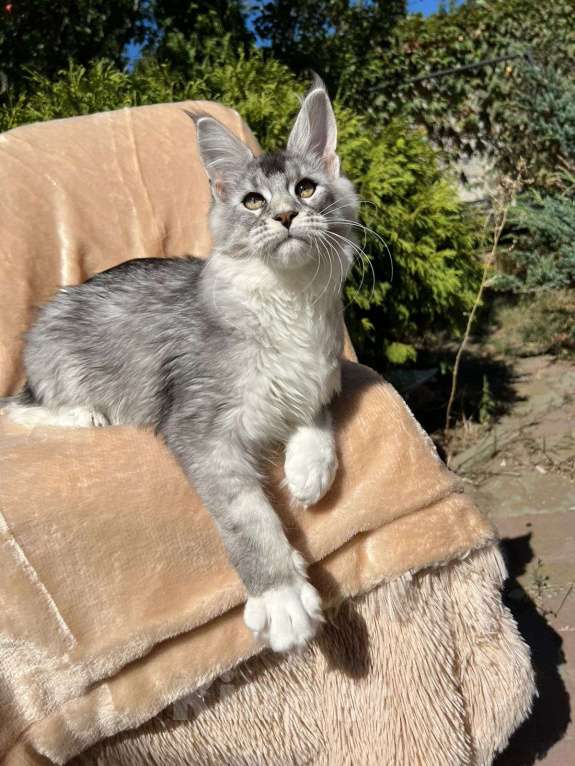 Кошки в Анапе: Котята мейн-кун Мальчик, 50 000 руб. - фото 1