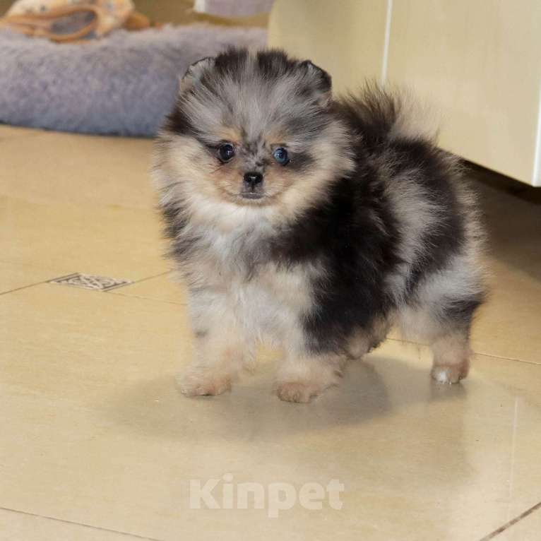 Собаки в Москве: Голубоглазая💎 девочка шпица Девочка, 55 000 руб. - фото 9