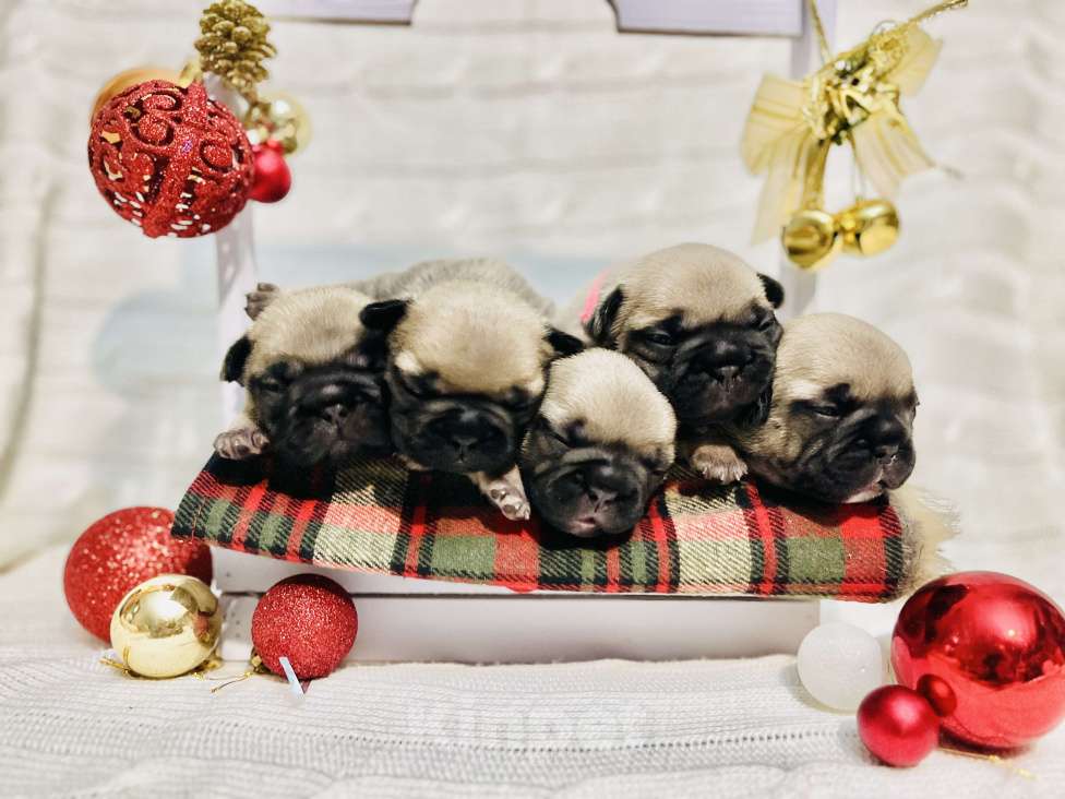 Собаки в Ижевске: Щенки французского бульдога  Девочка, 45 000 руб. - фото 3