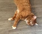 Кошки в других городах Калужской области: Найден рыжий кот Мальчик, Бесплатно - фото 2