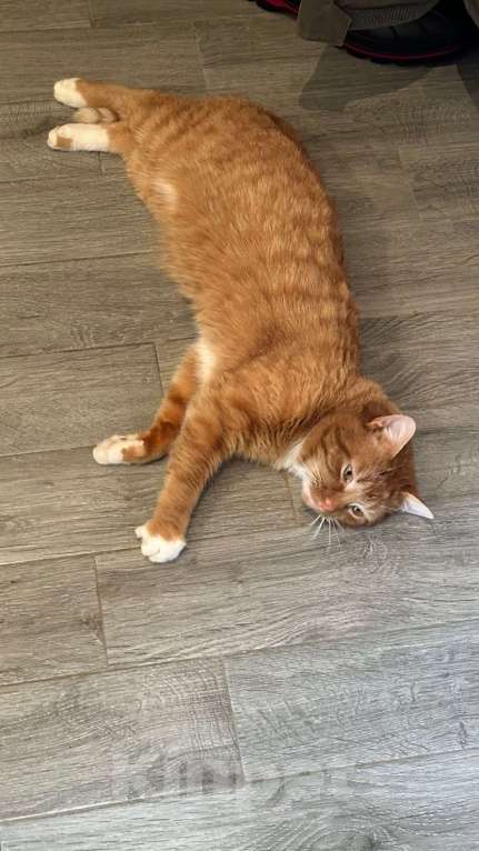 Кошки в других городах Калужской области: Найден рыжий кот Мальчик, Бесплатно - фото 2