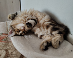 Кошки в Москве: Котенок курильского бобтейла девочка Девочка, 50 000 руб. - фото 7
