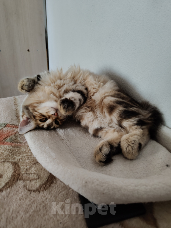 Кошки в Москве: Котенок курильского бобтейла девочка Девочка, 50 000 руб. - фото 7