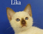 Кошки в Москве: Lika Gamlet Девочка, 60 000 руб. - фото 1
