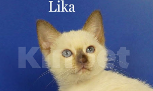 Кошки в Москве: Lika Gamlet Девочка, 60 000 руб. - фото 1