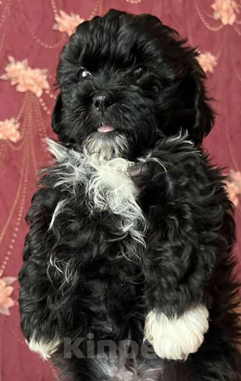 Собаки в других городах Курской области: Щенки ШИПУ  Девочка, 15 000 руб. - фото 6