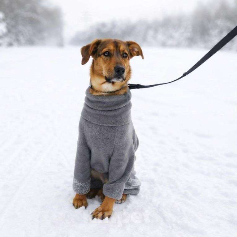 Собаки в Москве: Чудесный 5 мес щенок Ричи ищет семью! Мальчик, Бесплатно - фото 4