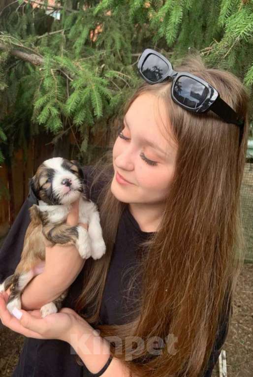 Собаки в Москве: Щенки тибетского терьера  Мальчик, 70 000 руб. - фото 3