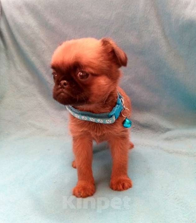 Собаки в Москве: Пти-брабансон рыжий мальчик Мальчик, 50 000 руб. - фото 2