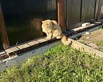 Кошки в Солнечногорске: Срочно нужен дом Мальчик, Бесплатно - фото 2