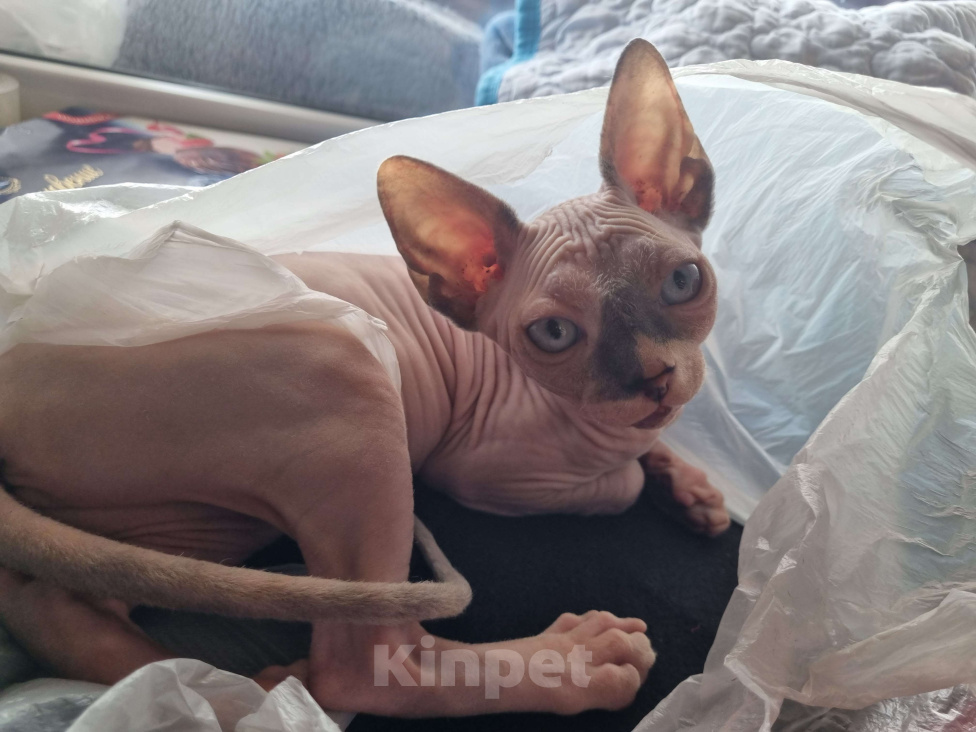 Кошки в Ростове-на-Дону: Канадский сфинкс котенок. Девочка  Девочка, 30 000 руб. - фото 6