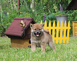 Собаки в Солнечногорске: Щенки сиба ину Мальчик, 40 000 руб. - фото 4