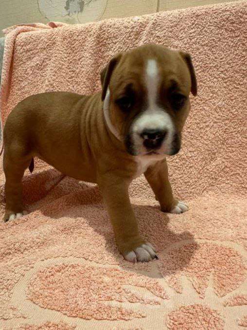 Собаки в Саратове: Щенки от титулованных родителей Мальчик, 50 000 руб. - фото 2