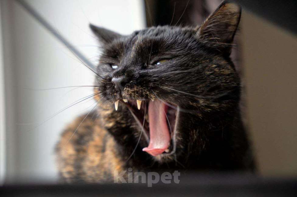 Кошки в Люберцах: Красотка в дар Девочка, Бесплатно - фото 4