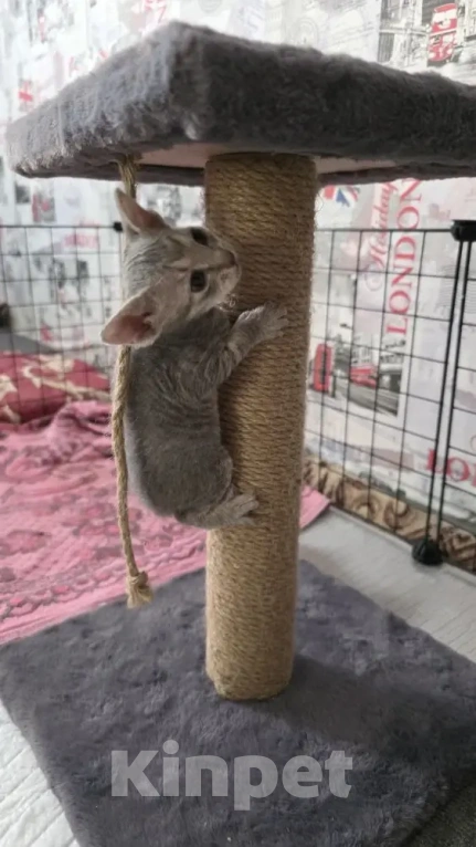 Кошки в Москве: Котята канадского сфинка Девочка, 16 000 руб. - фото 3