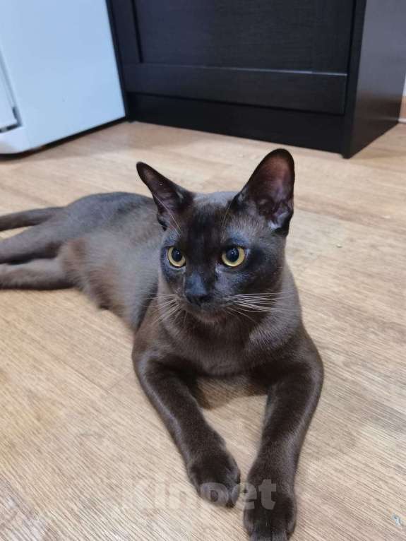 Кошки в Энгельс: Вязка бурманский кот  Мальчик, 15 000 руб. - фото 1
