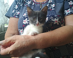 Кошки в Нальчике: Котята в добрые руки Девочка, Бесплатно - фото 3