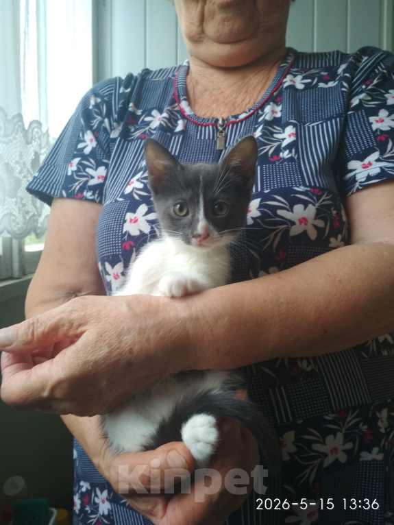 Кошки в Нальчике: Котята в добрые руки Девочка, Бесплатно - фото 3