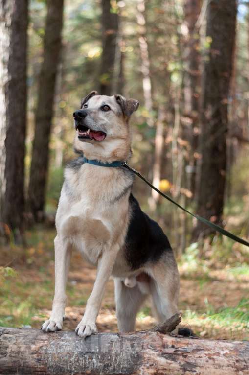 Собаки в Ногинске: Представляете идеального друга? Вот он — Михей! Мальчик, Бесплатно - фото 8